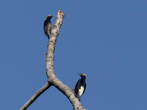 Geelbrauwspecht (Melanerpes cruentatus)